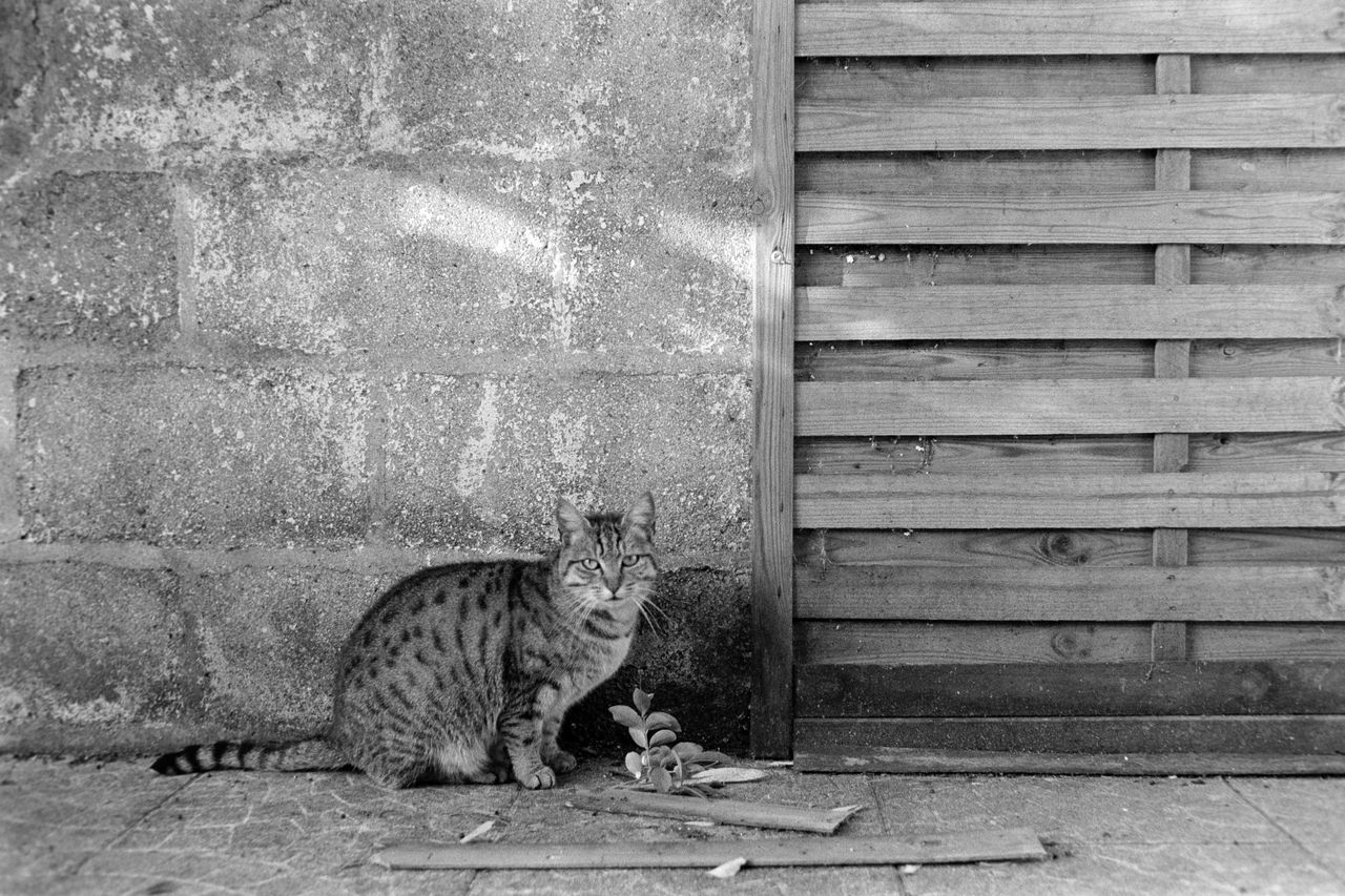 Liancourt (Oise) lance une opération de capture et stérilisation contre les chats errants