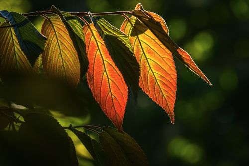 Free Close-up of colorful autumn leaves glowing in sunlight against a dark background. Stock Photo