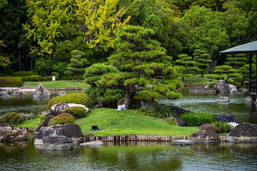 Free A tranquil Japanese garden featuring a pond, pine tree, and lush greenery. Stock Photo