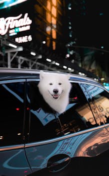 Samoyed dog's head peeks out a car window during a night drive in New York City, surrounded by vibrant city lights.