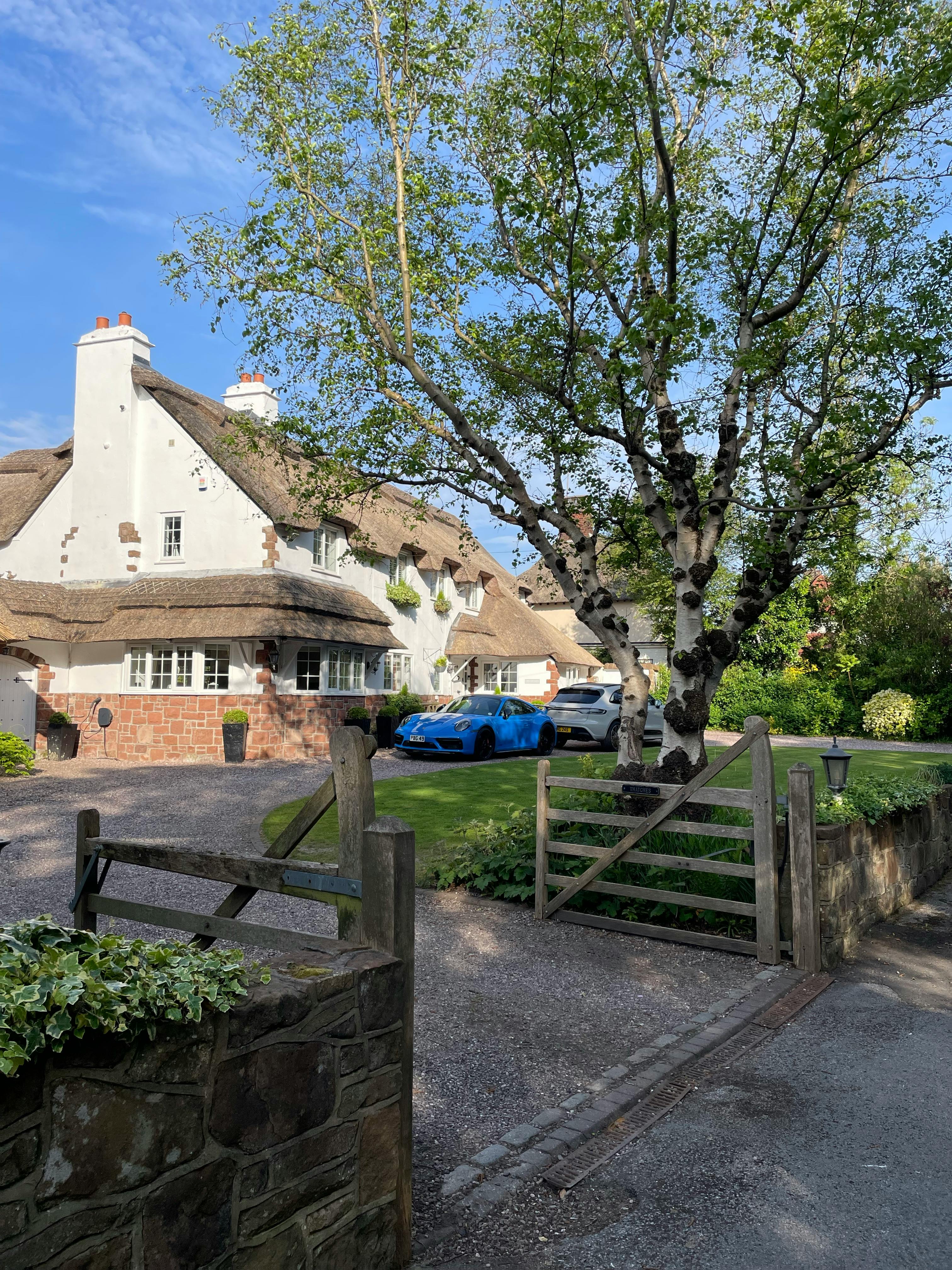 fig tree in large pot UK garden