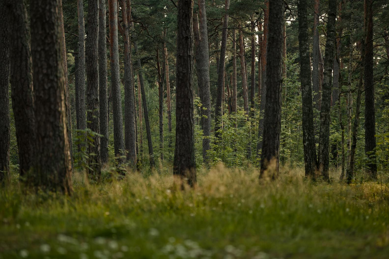 fiscal-conservative-meaning-simple-guide-to-its-importance