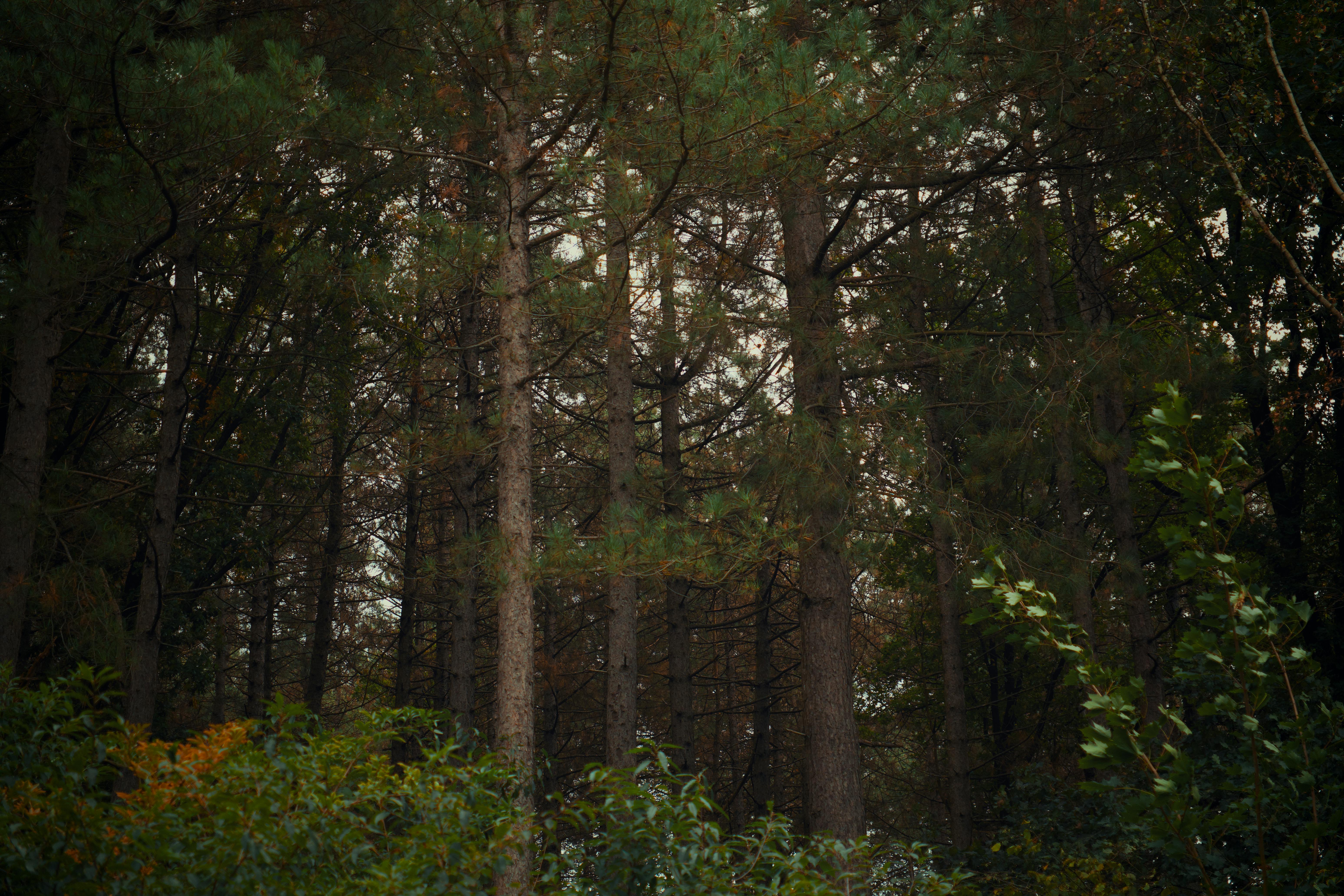 бесплатная Спокойная сцена, запечатлевшая густую, сочную зелень осеннего леса. Стоковое фото