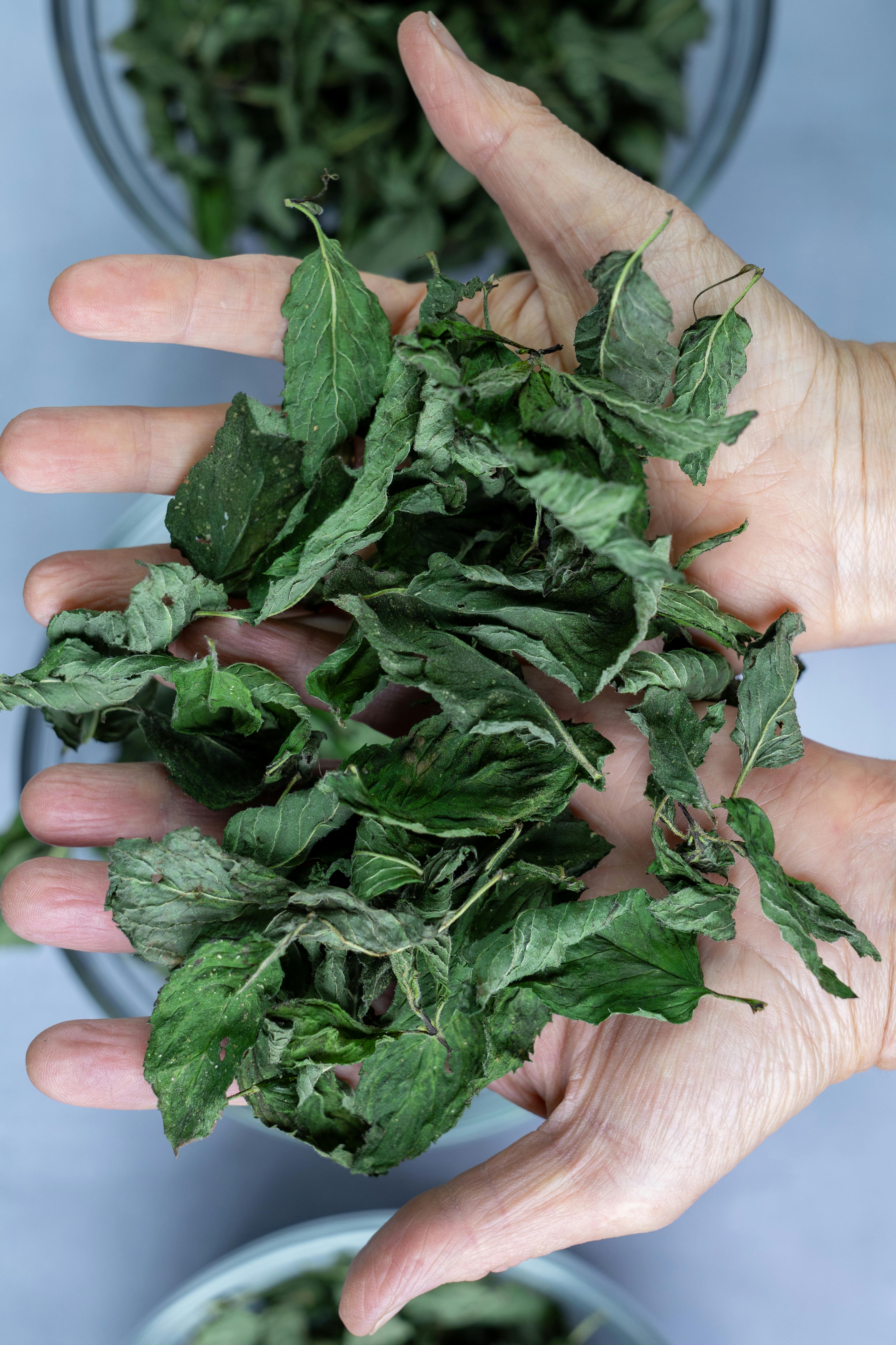 Mano che tiene foglie di menta appena raccolte visibilmente fresche