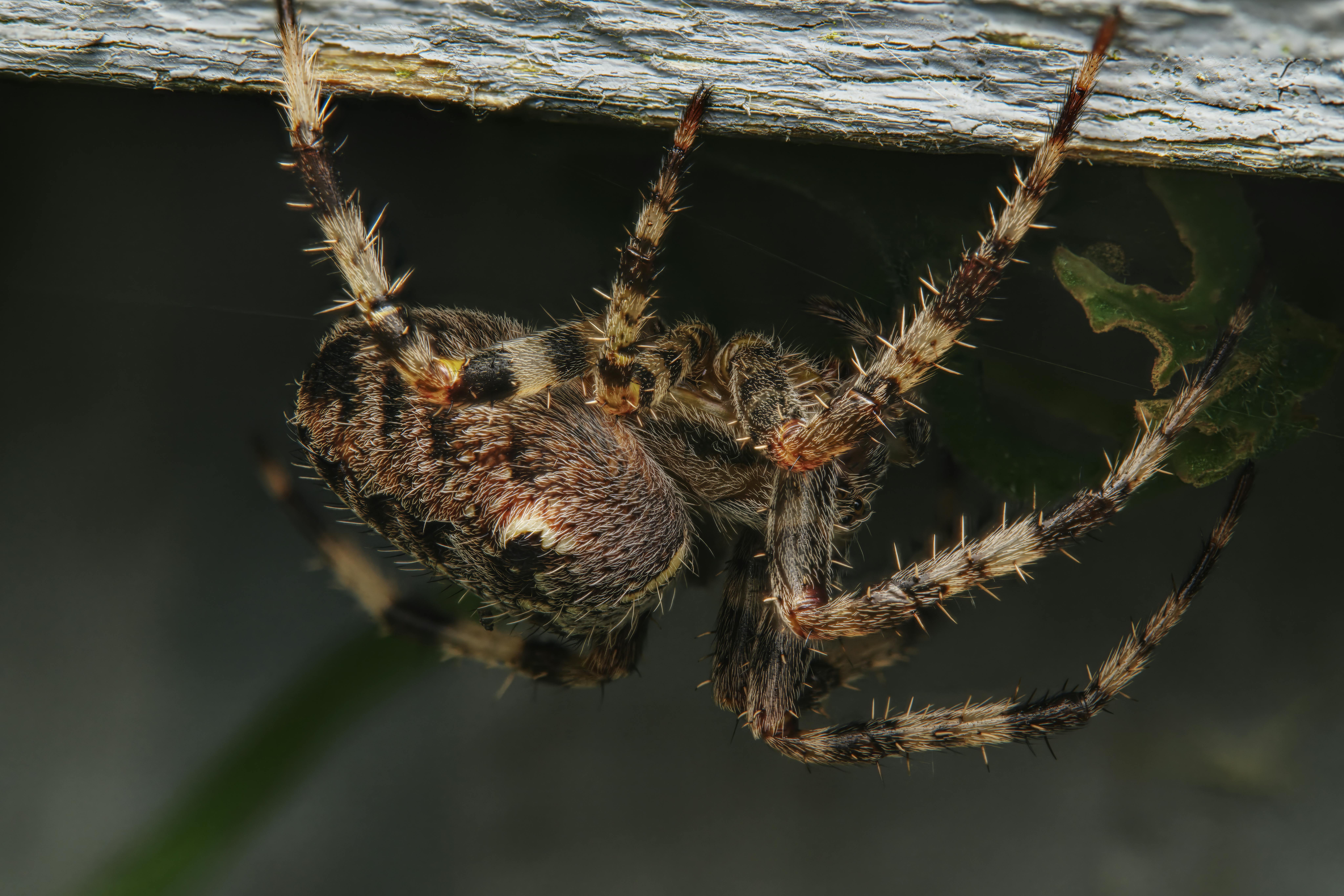 Detailed macro photo of a cross orbweaver spider showcasing texture and features.
