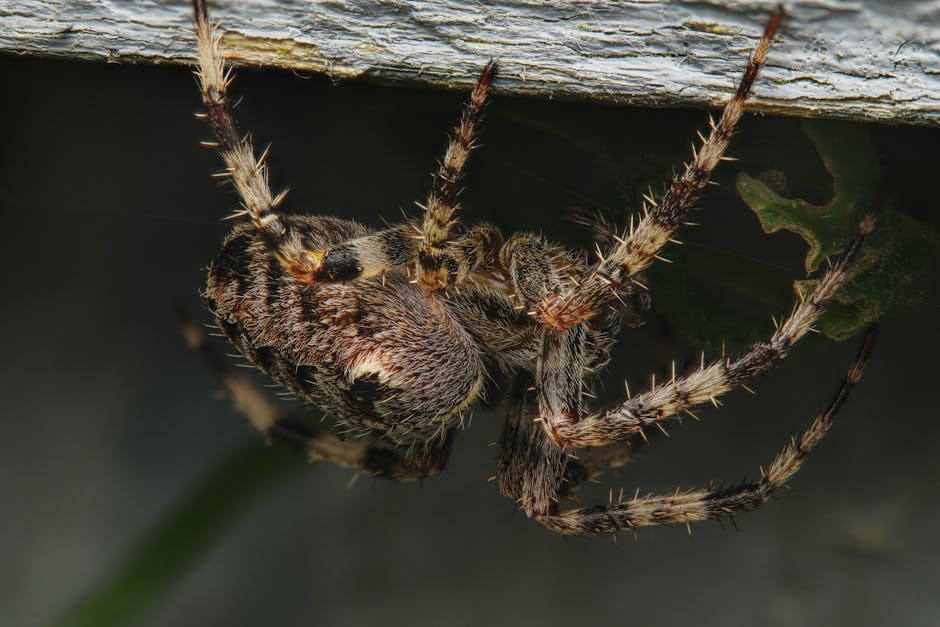 Detailed macro photo of a cross orbweaver spider showcasing texture and features.