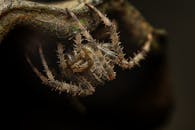 Close-Up of Spiny Spider on Leaf
