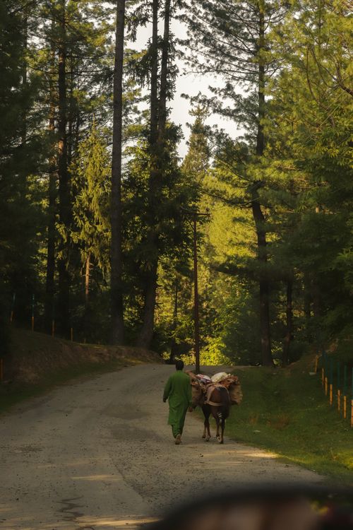 Free A man leads a donkey along a serene forest path in the afternoon light. Stock Photo
