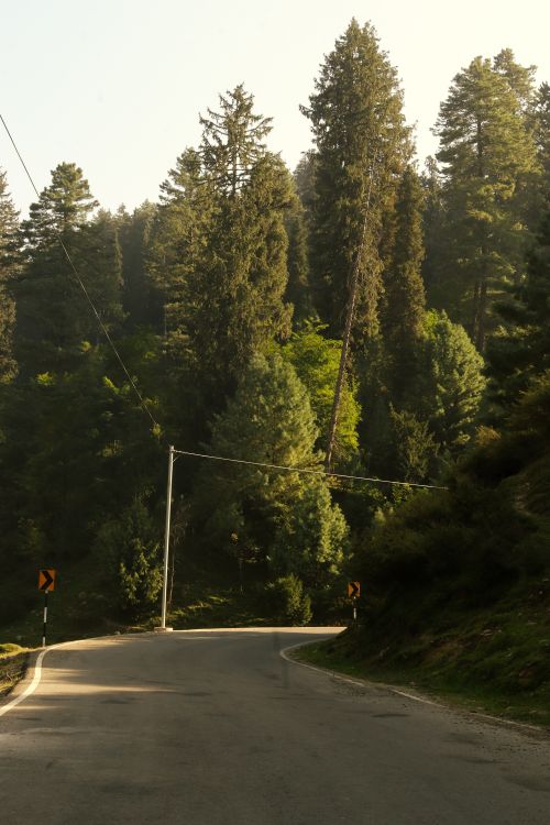 Free Peaceful winding road through a lush green forest, perfect for nature escapes. Stock Photo
