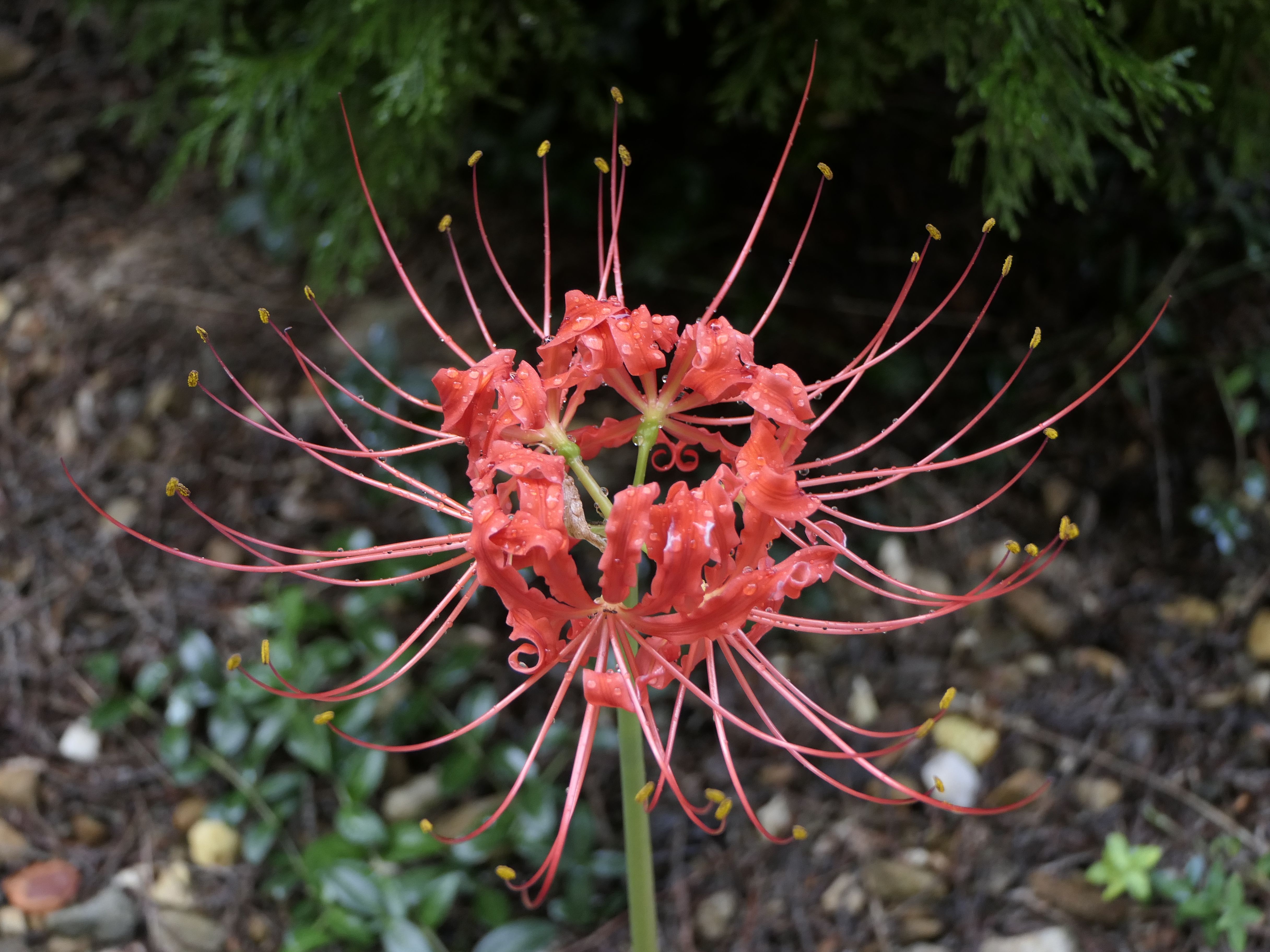 succulent plant that looks like coral Rhipsalis cereuscula 'Coral Cactus'