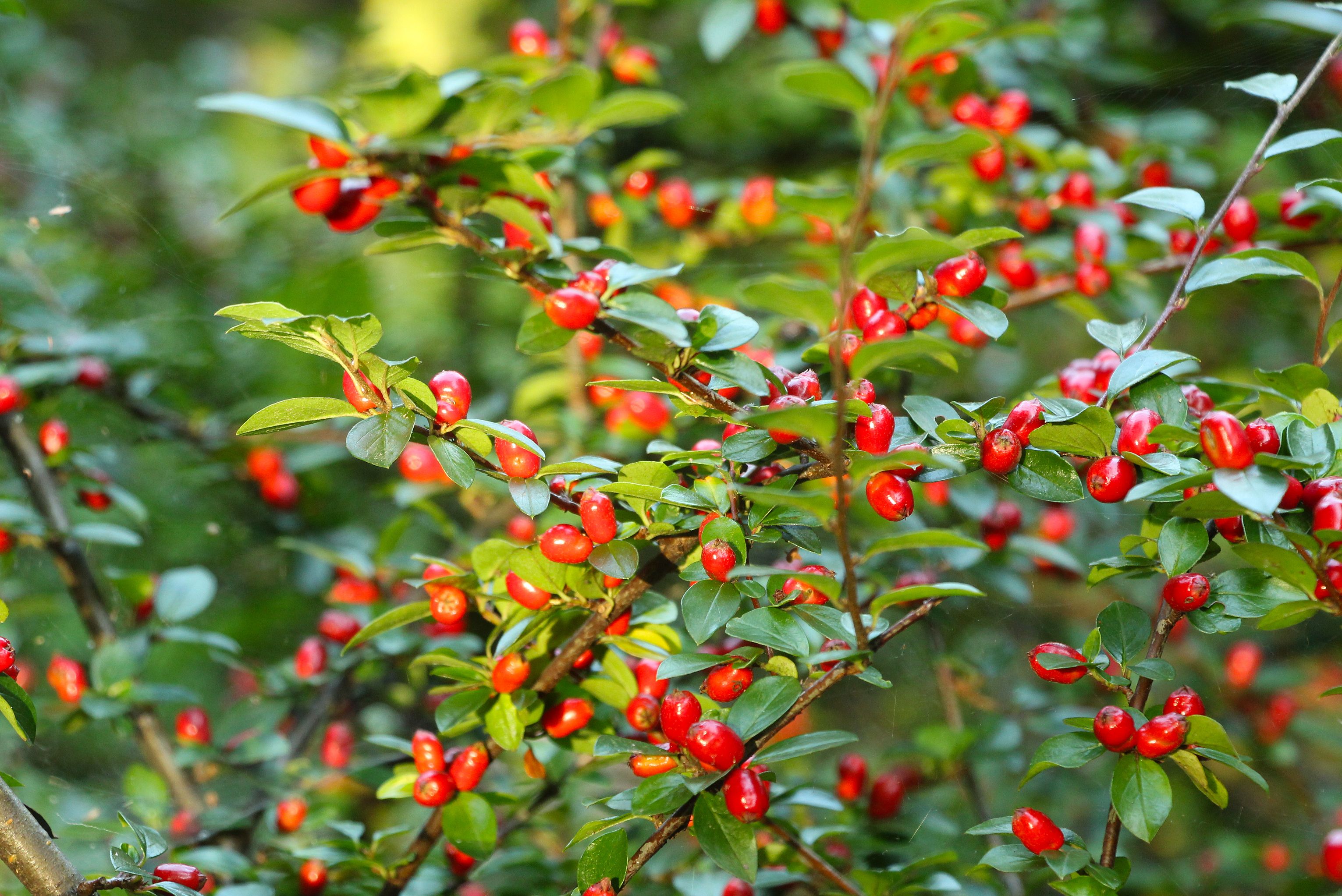 Close-up of vibrant red berries on a lush green bush, evoking a fresh spring feel.