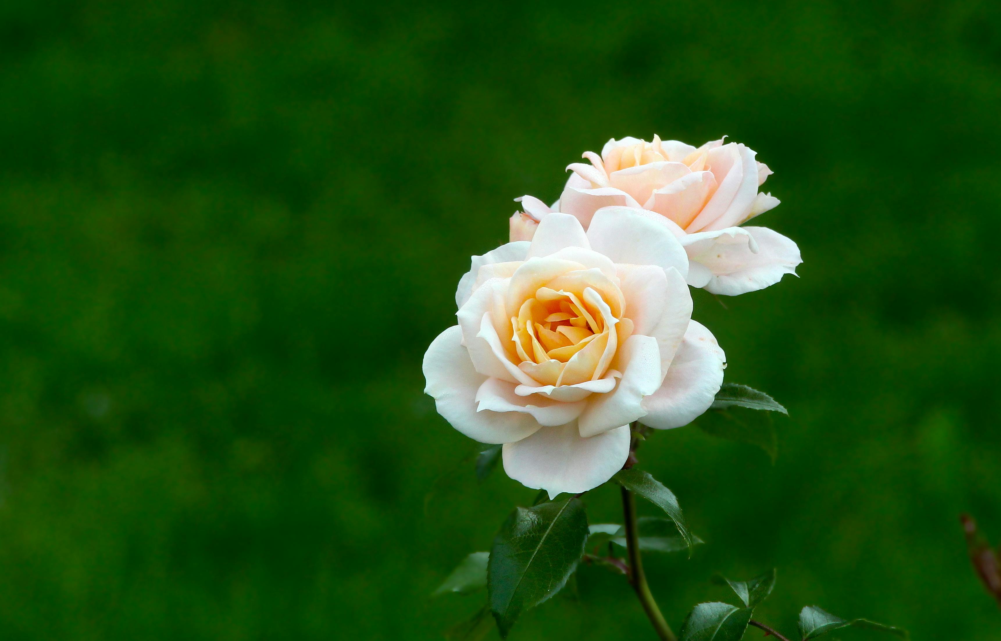 Optimización de Cultivo y Conservación de Flores de Corte para Diseño Paisajístico y Floral