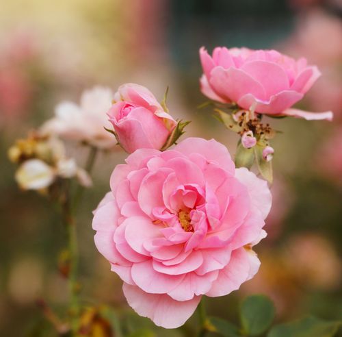 Free Delicate pink roses in full bloom captured outdoors, showcasing natural beauty and vibrant colors. Stock Photo