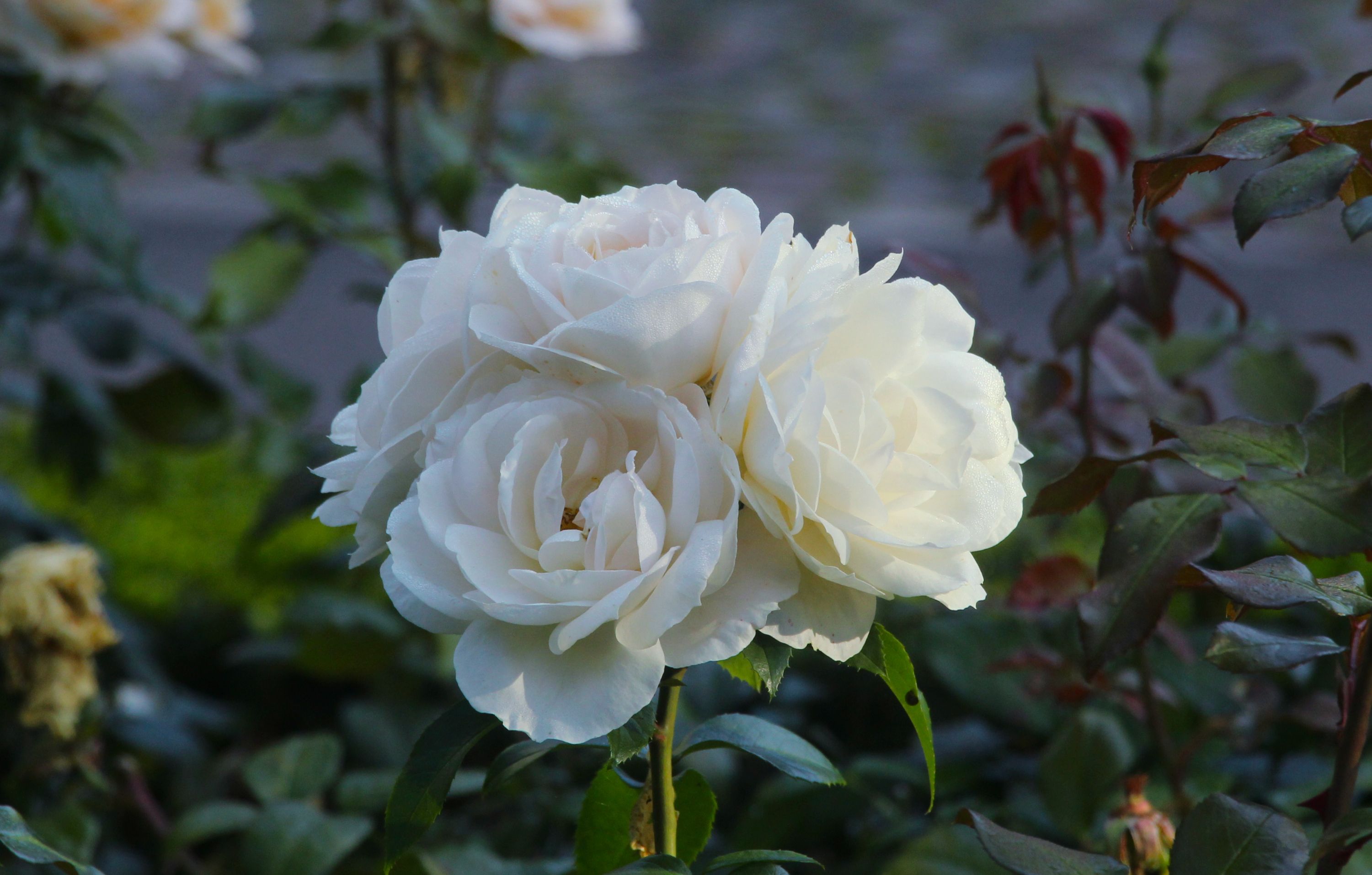 Elegant White Roses Blooming in Riika Garden · Free Stock Photo
