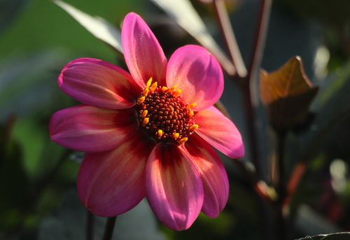 Free Close-up of a vivid pink dahlia flower with sunlight highlighting its petals in a lush garden setting. Stock Photo