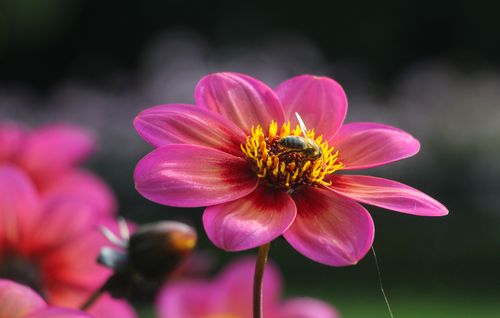 Free Close-up of a vibrant pink dahlia flower with a honeybee collecting pollen. Stock Photo