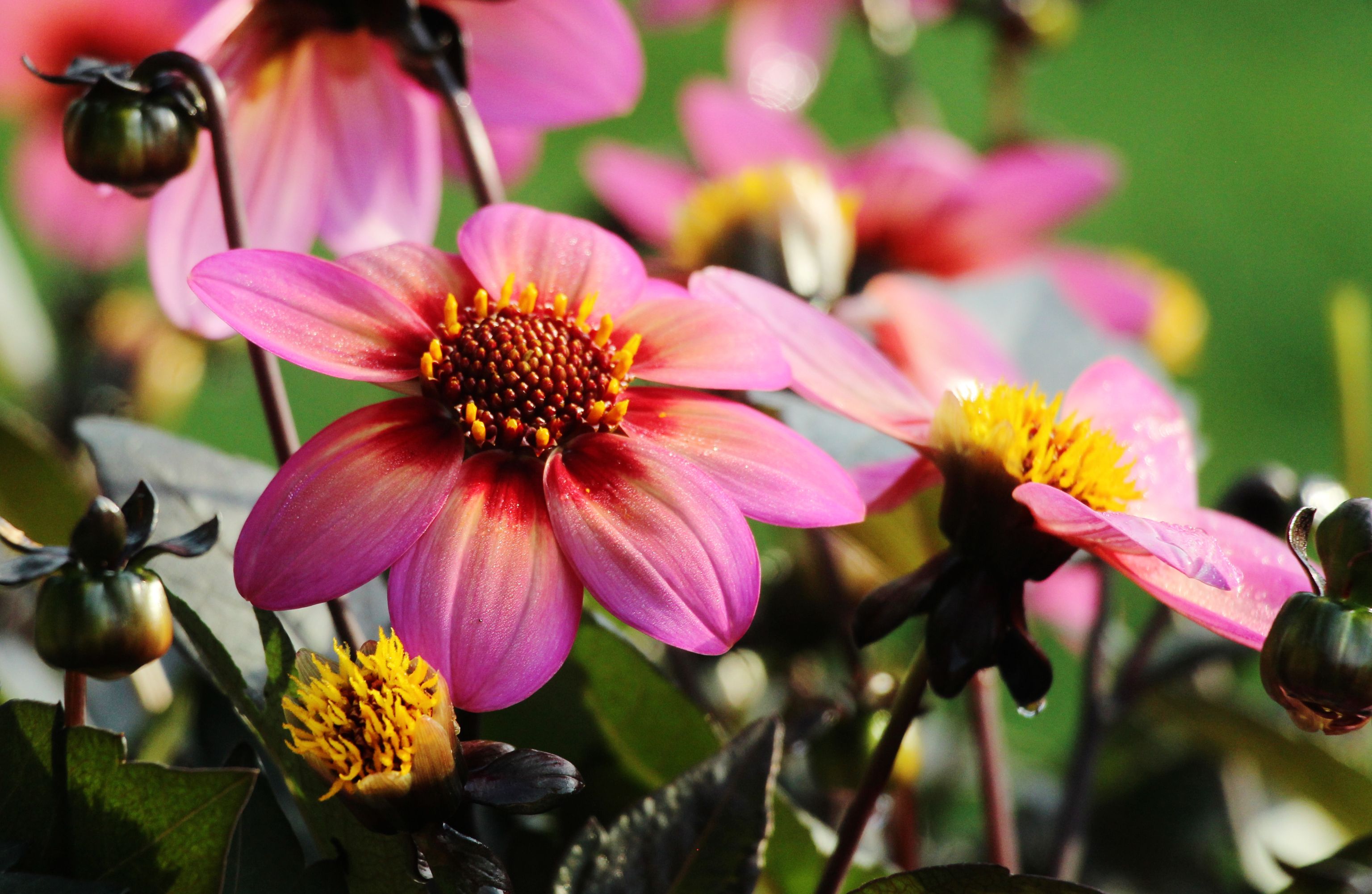 [ColoSach]-close-up-of-vibrant-pink-and-yellow-dahlia-flowers-blooming-in-a-sunny-garden-setting.