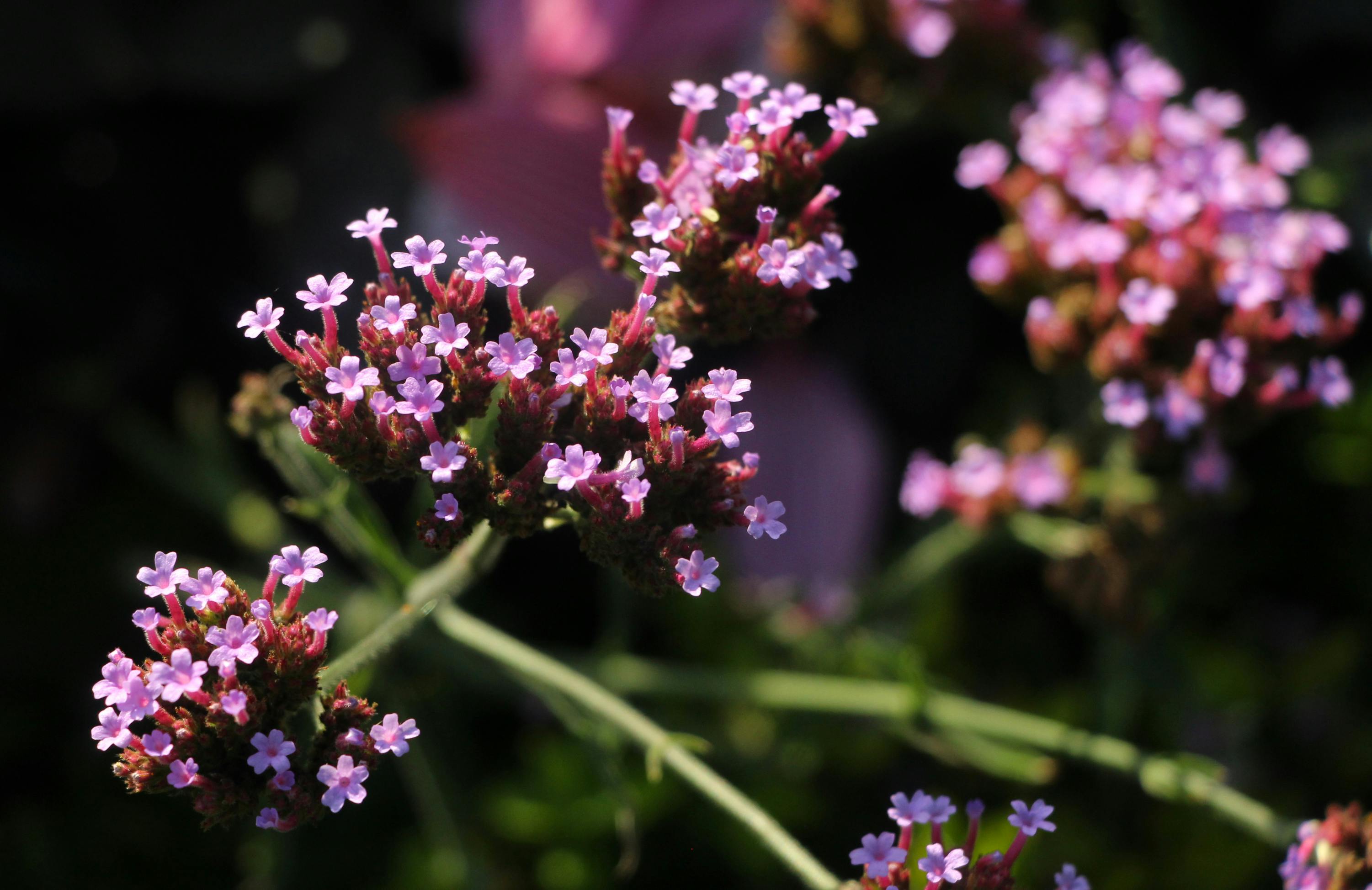 [ColoSach]-close-up-of-vibrant-pink-verbena-flowers-blooming-in-sunlight-outdoors.