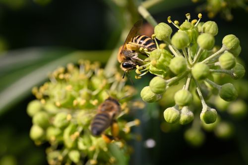 Free A detailed close-up of a honeybee collecting pollen from an ivy flower, showcasing nature's pollination process. Stock Photo