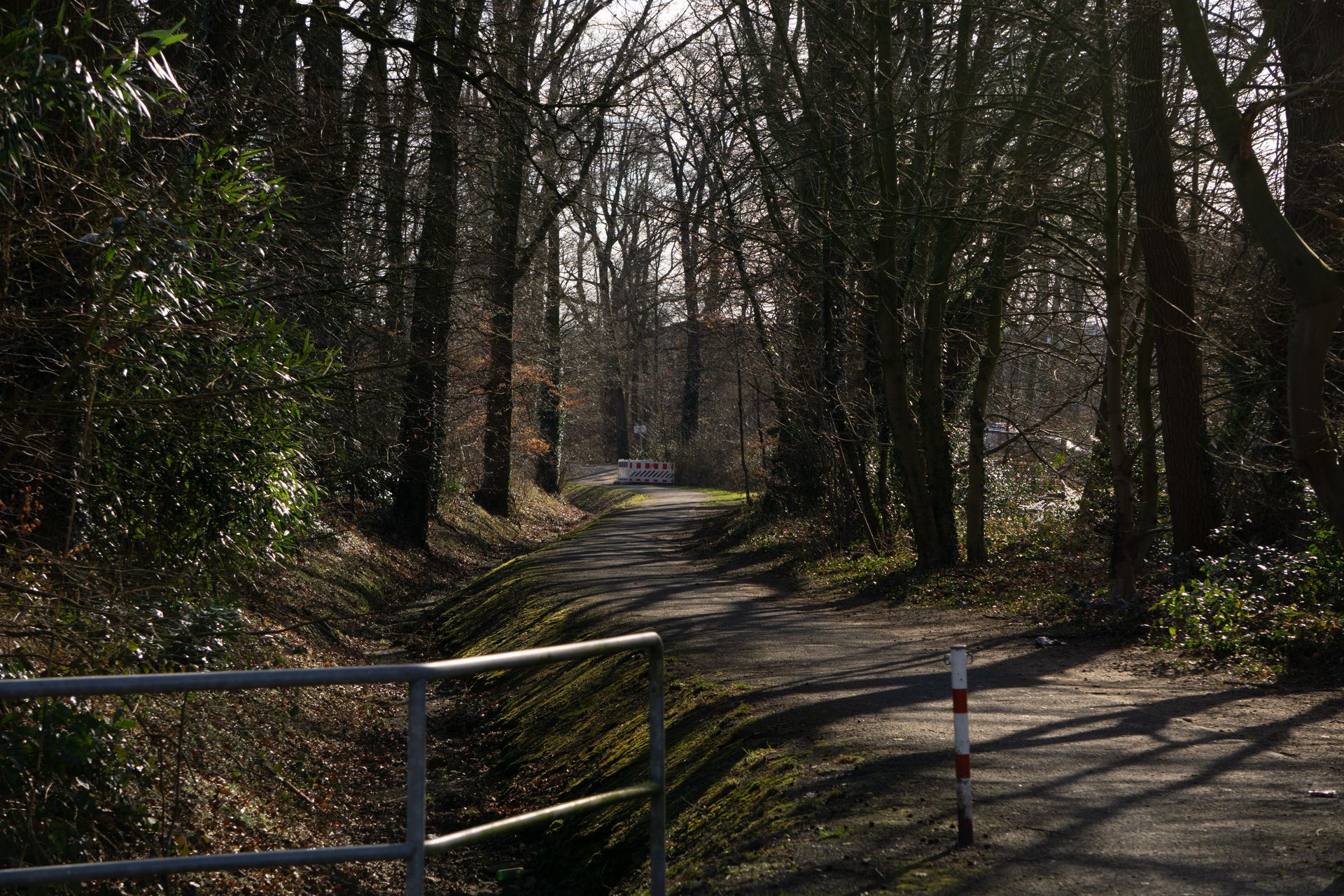 A quiet, shaded forest pathway lined with bare trees, capturing the transition from winter to spring.