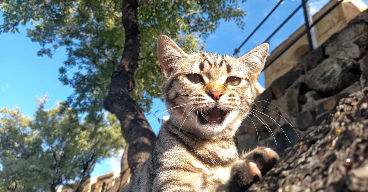 Free stock photo of cat, mao, nevsehir
