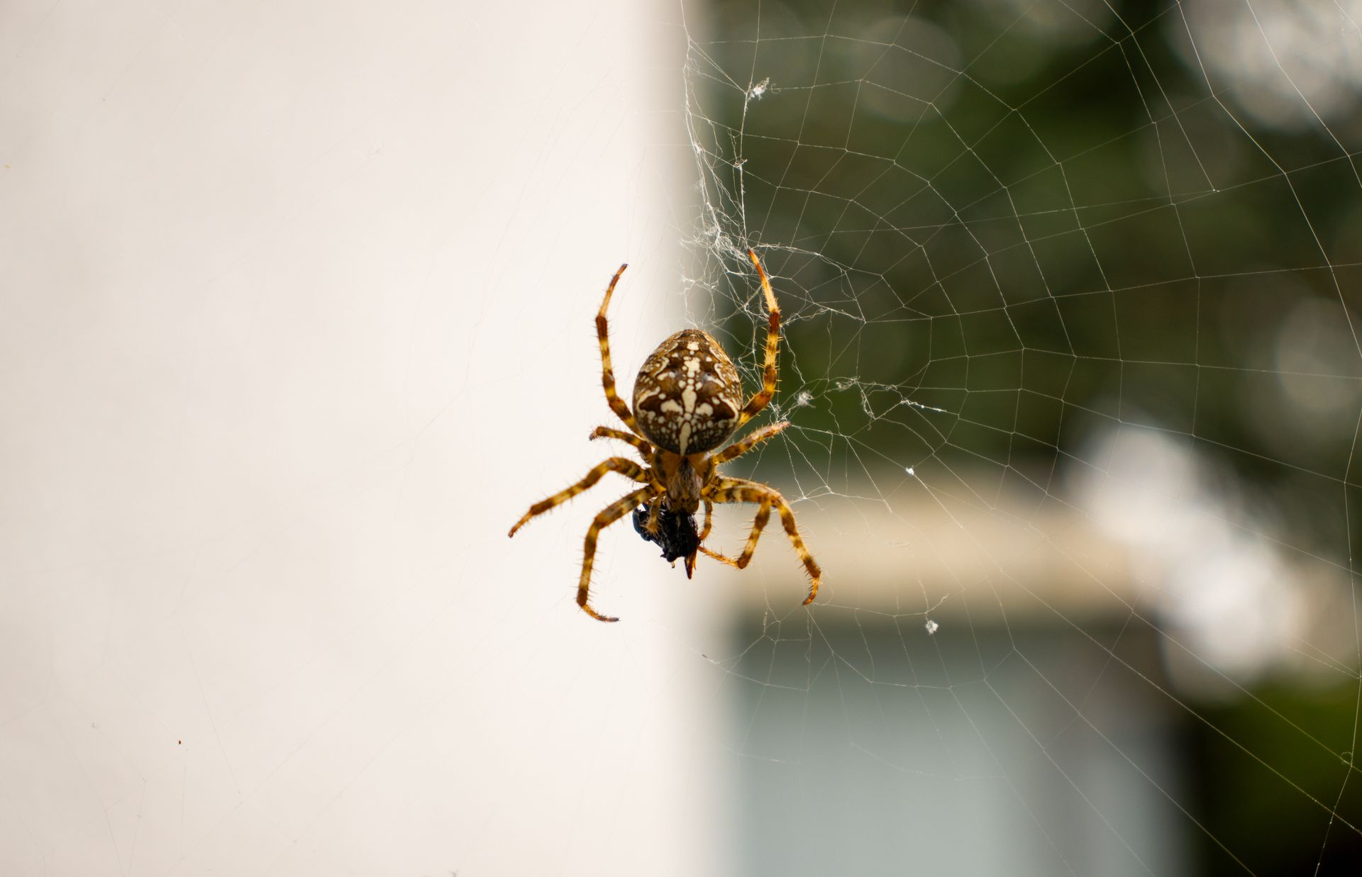 Close-up of a European garden spider in its web capturing prey in Bochum, Germany.