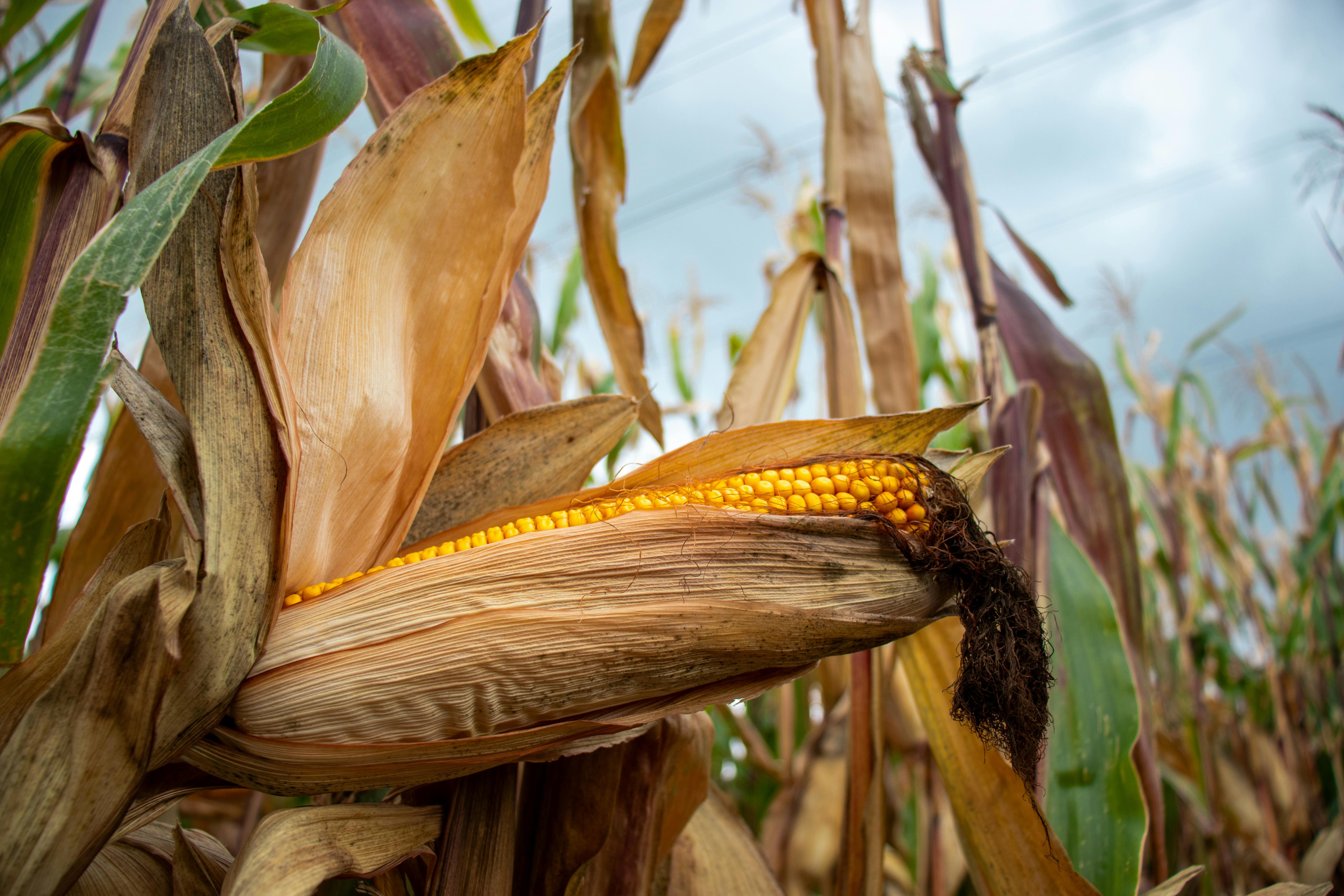 Microecosistemas Acuáticos Productivos: Especies, Diseño y Manejo Sostenible
