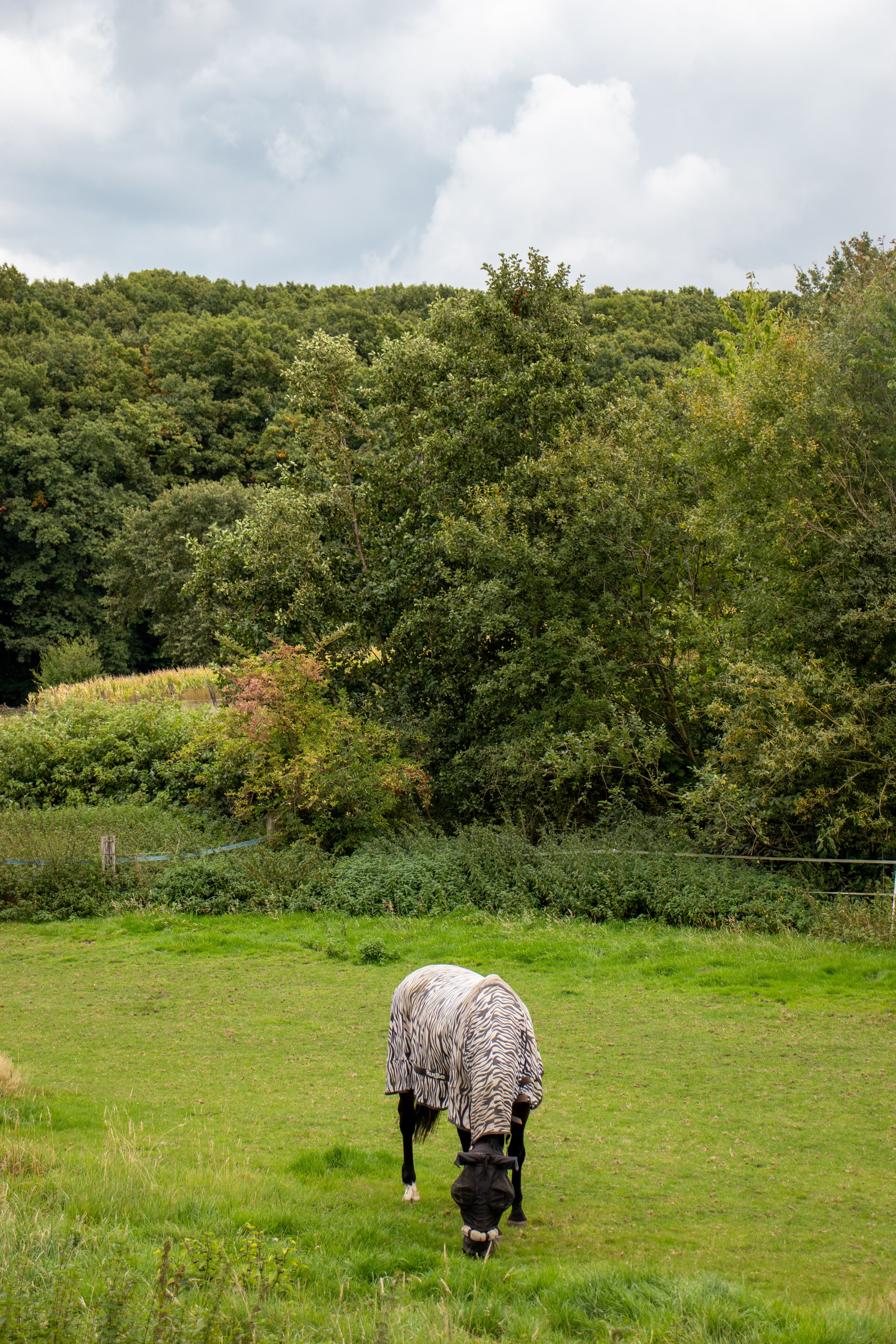 A horse grazes peacefully in a lush green meadow, surrounded by vibrant autumn foliage in Bochum, Germany.
