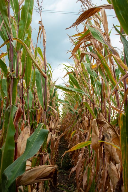 Free Pathway through a cornfield on a cloudy autumn day in Bochum, Germany. Stock Photo