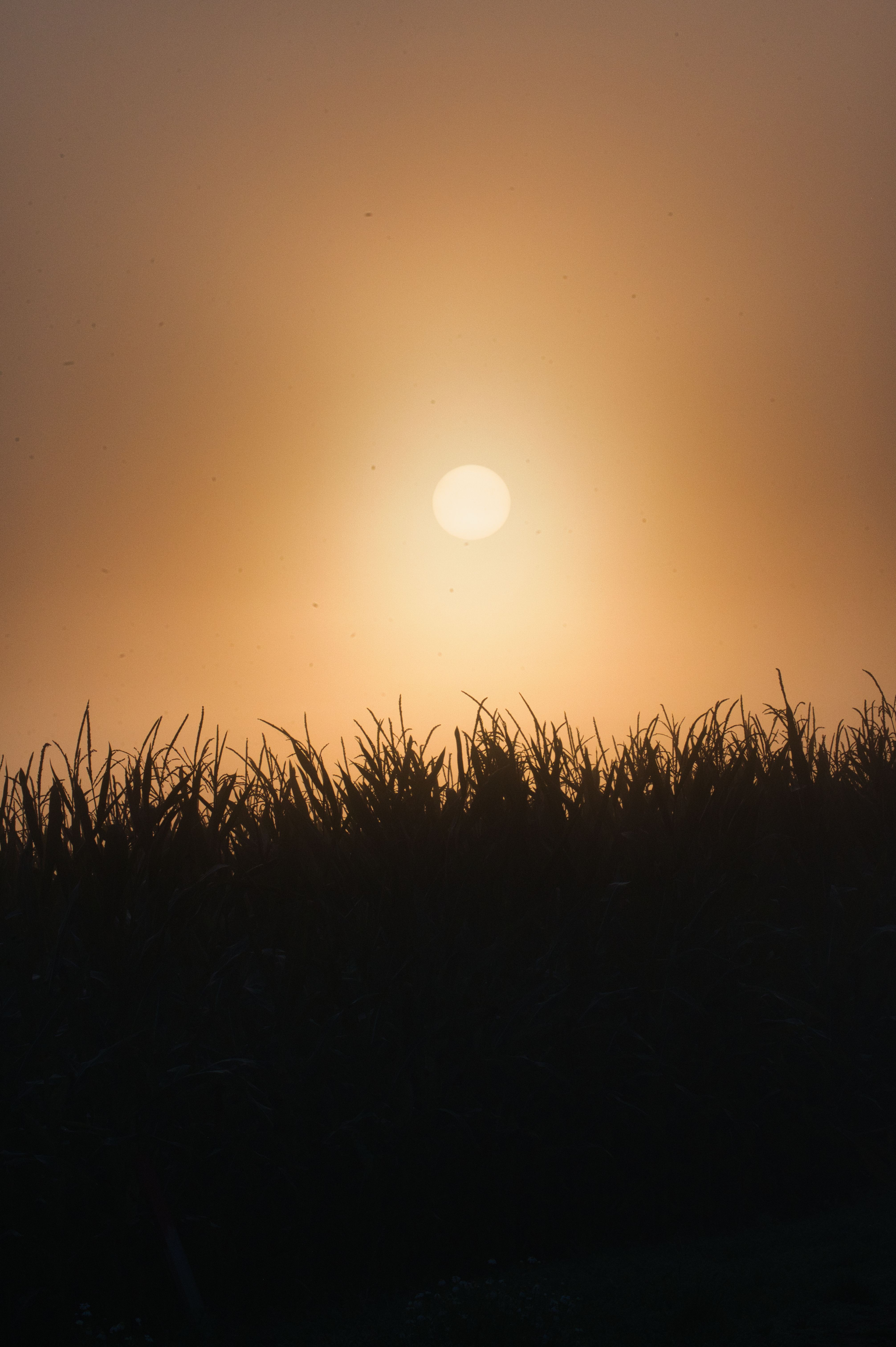 Free A beautiful sunset over a cornfield, captured in Poprad, Slovakia, casting a warm, serene glow. Stock Photo