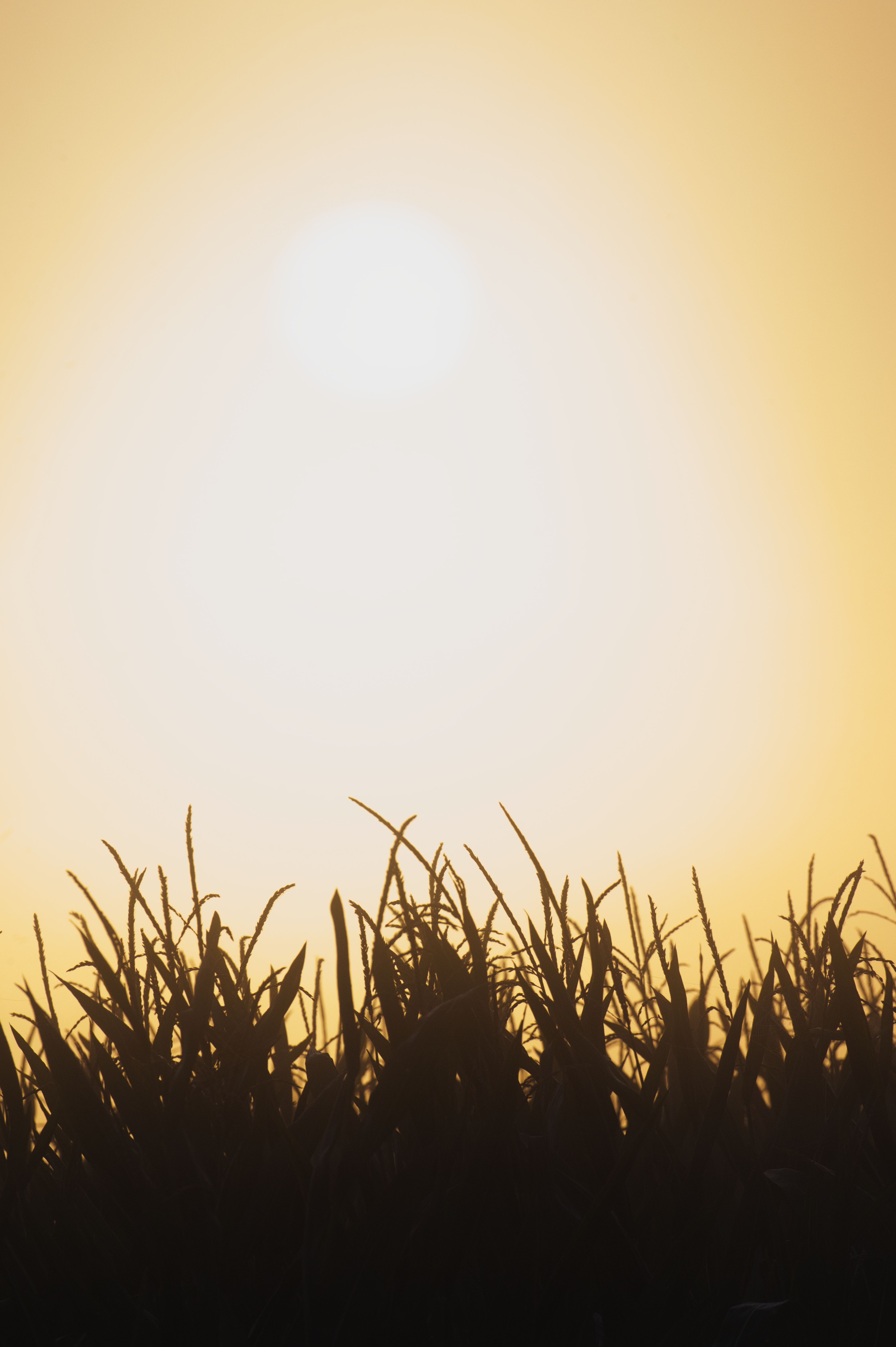 Free Silhouette of cornfield against a vibrant golden sunset in Poprad, Slovakia. Stock Photo