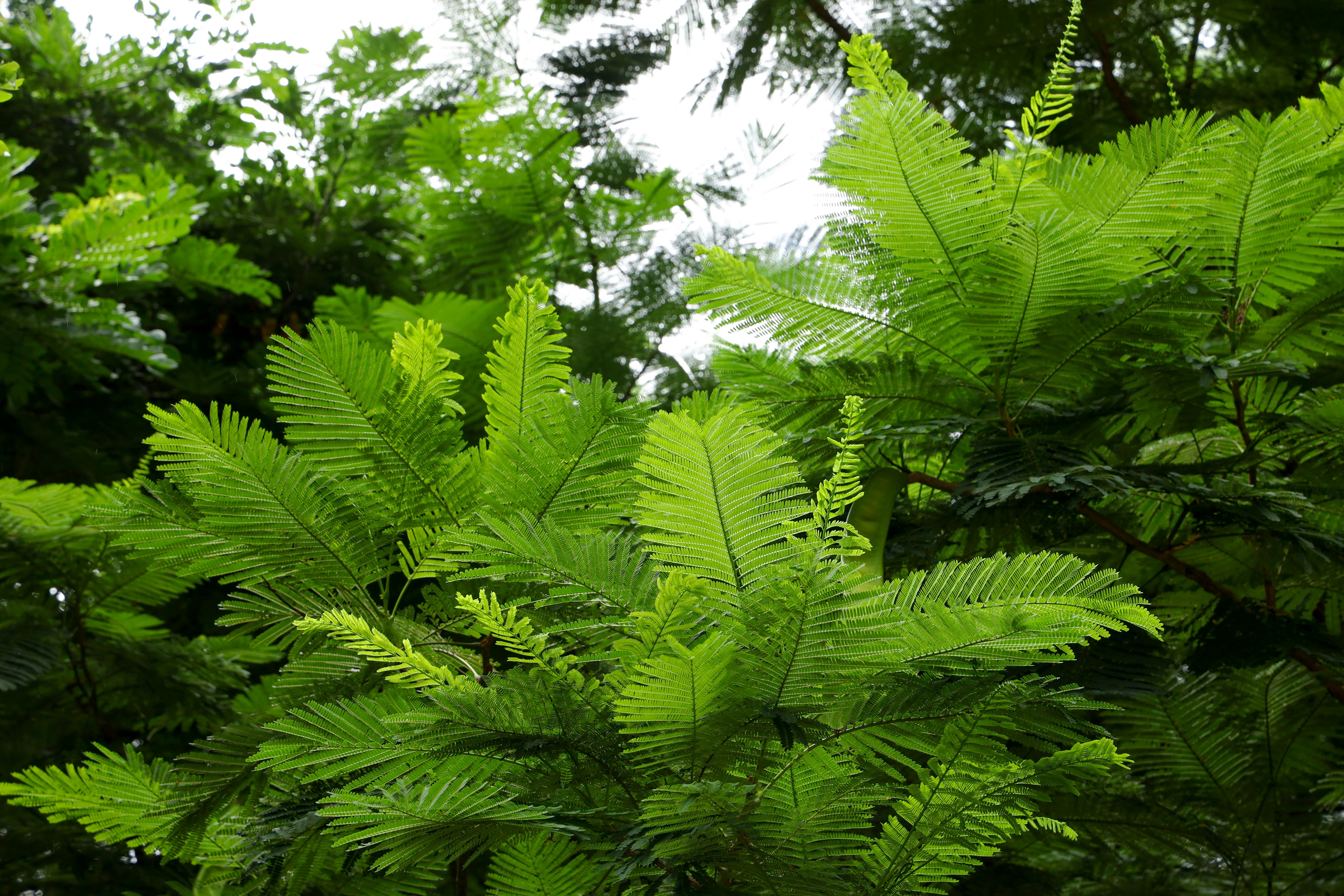 Native Plant Installation