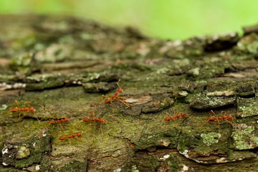 Detailed view of leafcutter ants traversing mossy bark in a lush forest setting.