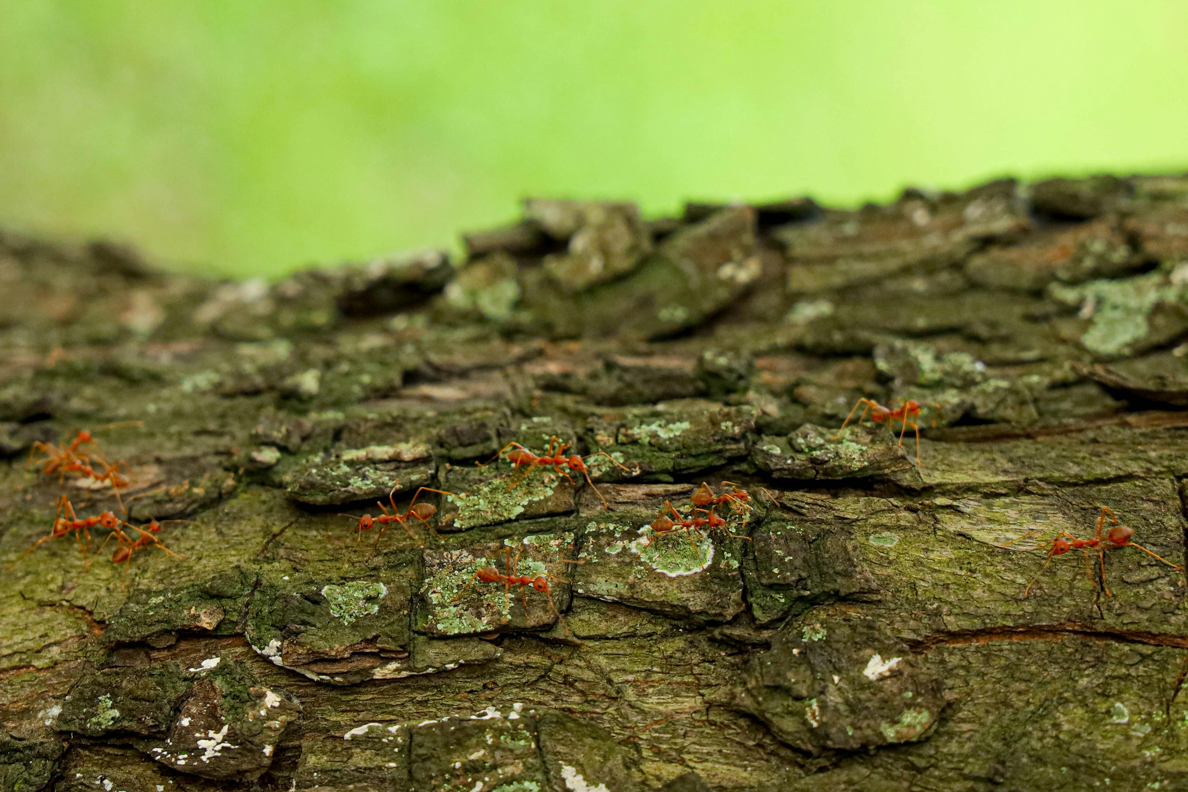 Leaf-Cutter Ant Highway — Amazon Ecuador