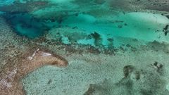 Shark City