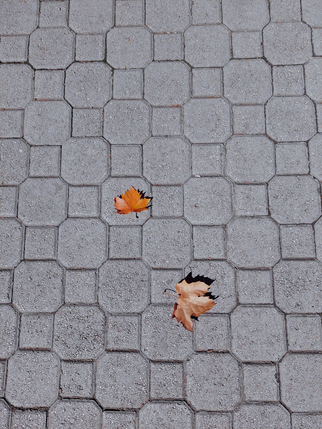 Fallen Autumn Leaves on Gray Cobblestone Path · Free Stock Photo