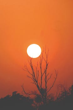 Captivating sunset with silhouette of trees in Rangamati, Bangladesh.