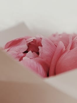 精致的粉红色牡丹特写，以柔和的焦点与色调，营造出宁静的美感