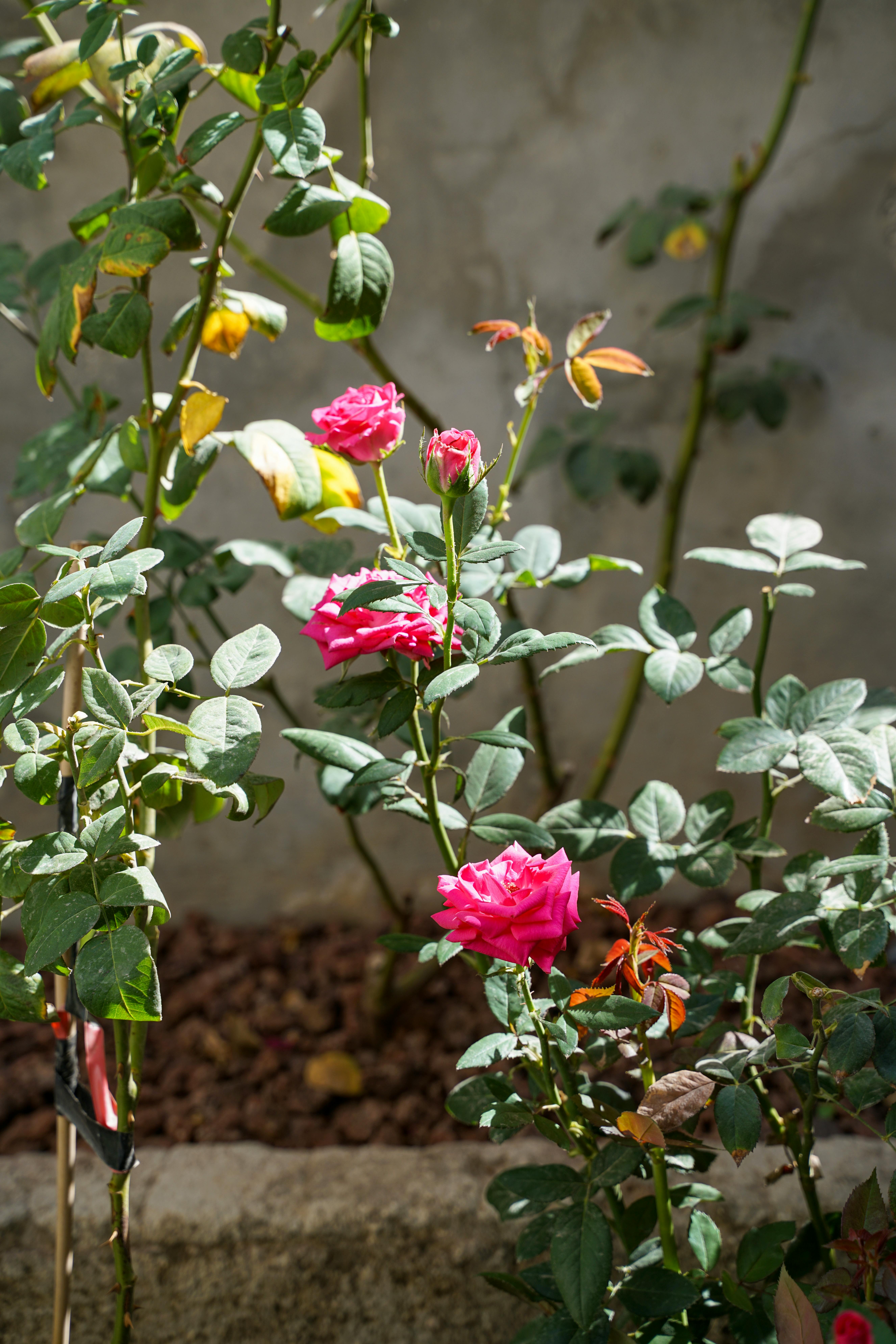 Kamal+Flower+Pics Photos, Download The BEST Free