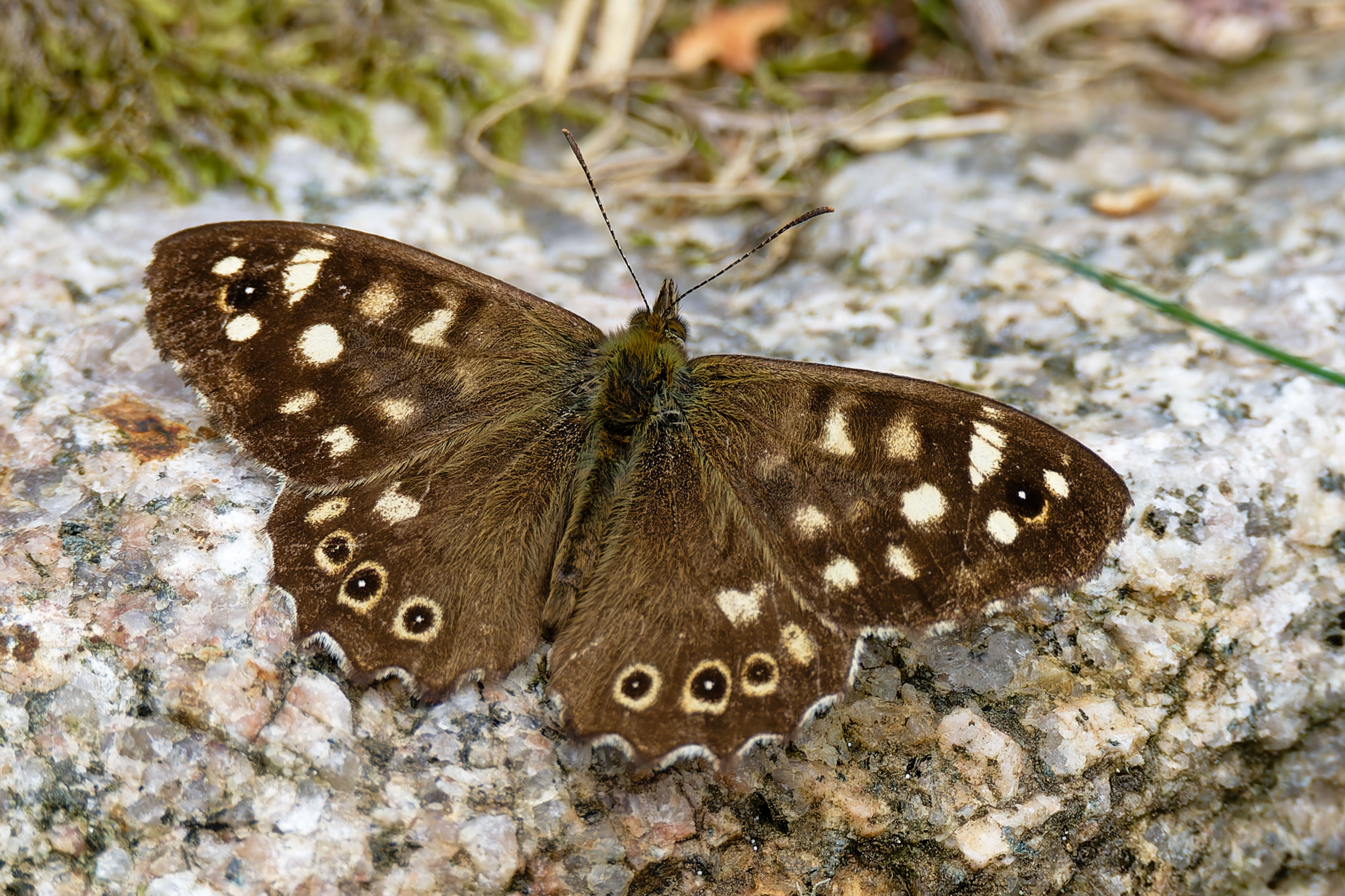 speckled-wood-butterfly-resting-on-stone-surface-free-stock-photo