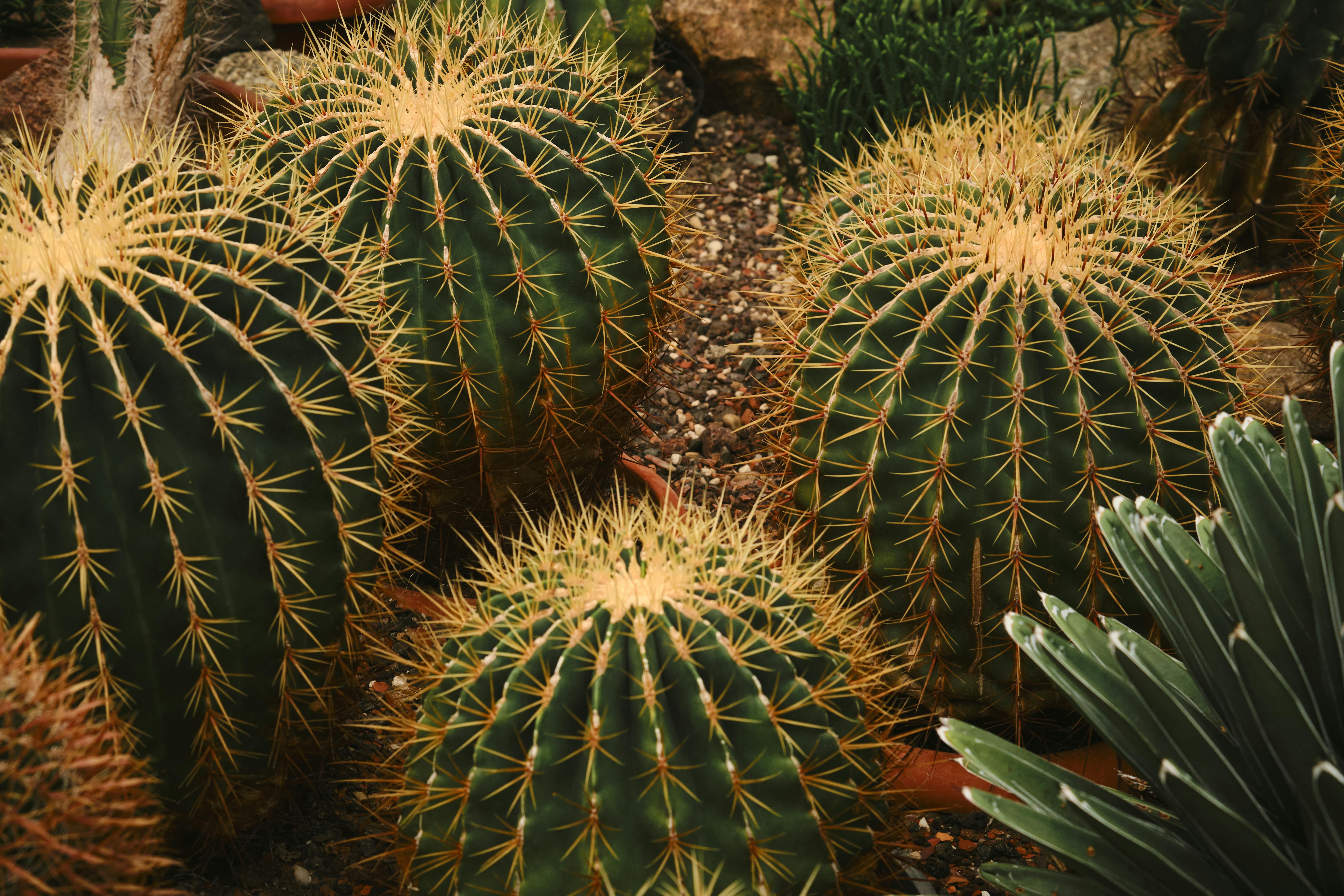 Eco-Friendly Gardening in Apartments: Benefits and Tips