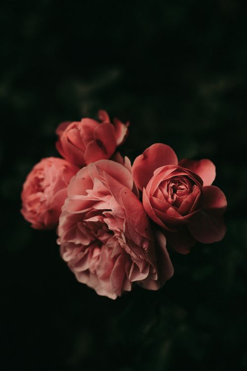 Free Beautiful pink roses in moody lighting showcasing their delicate petals and rich color contrast. Stock Photo