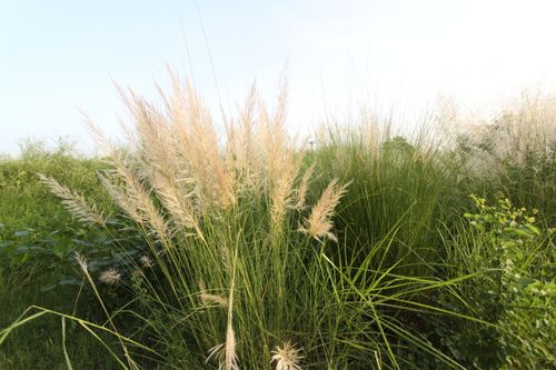 Free Capture the tranquil beauty of tall pampas grass swaying in Islamabad's morning sun. Stock Photo