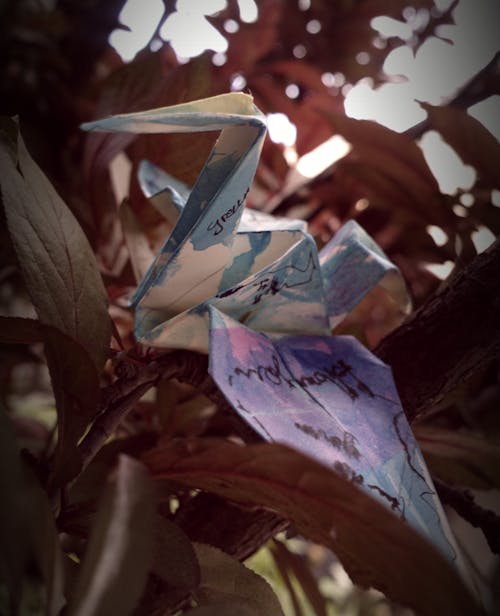Free stock photo of conceptual, origami
