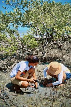 Two people examining mangrove habitat, showcasing nature study.