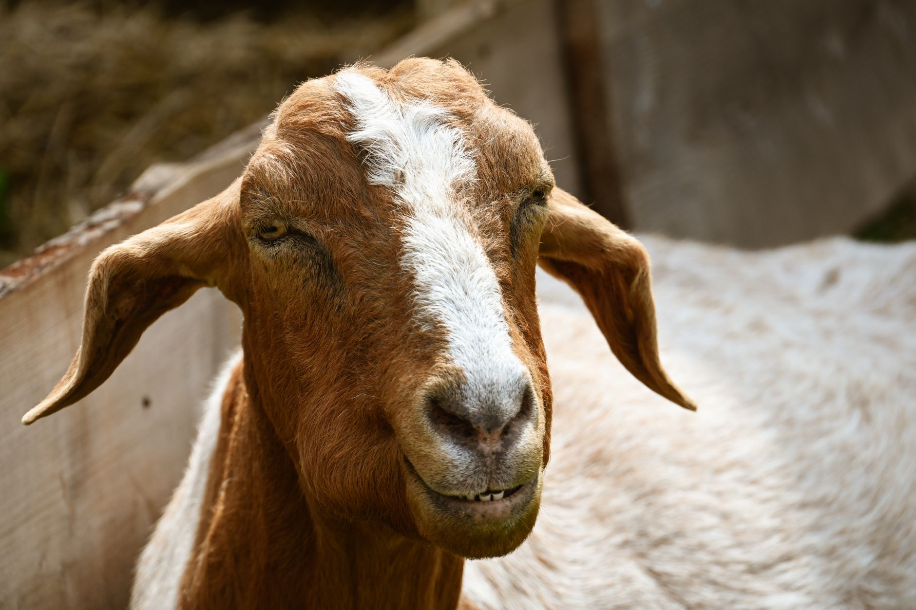 Portrait of a goat at a veterinary clinic