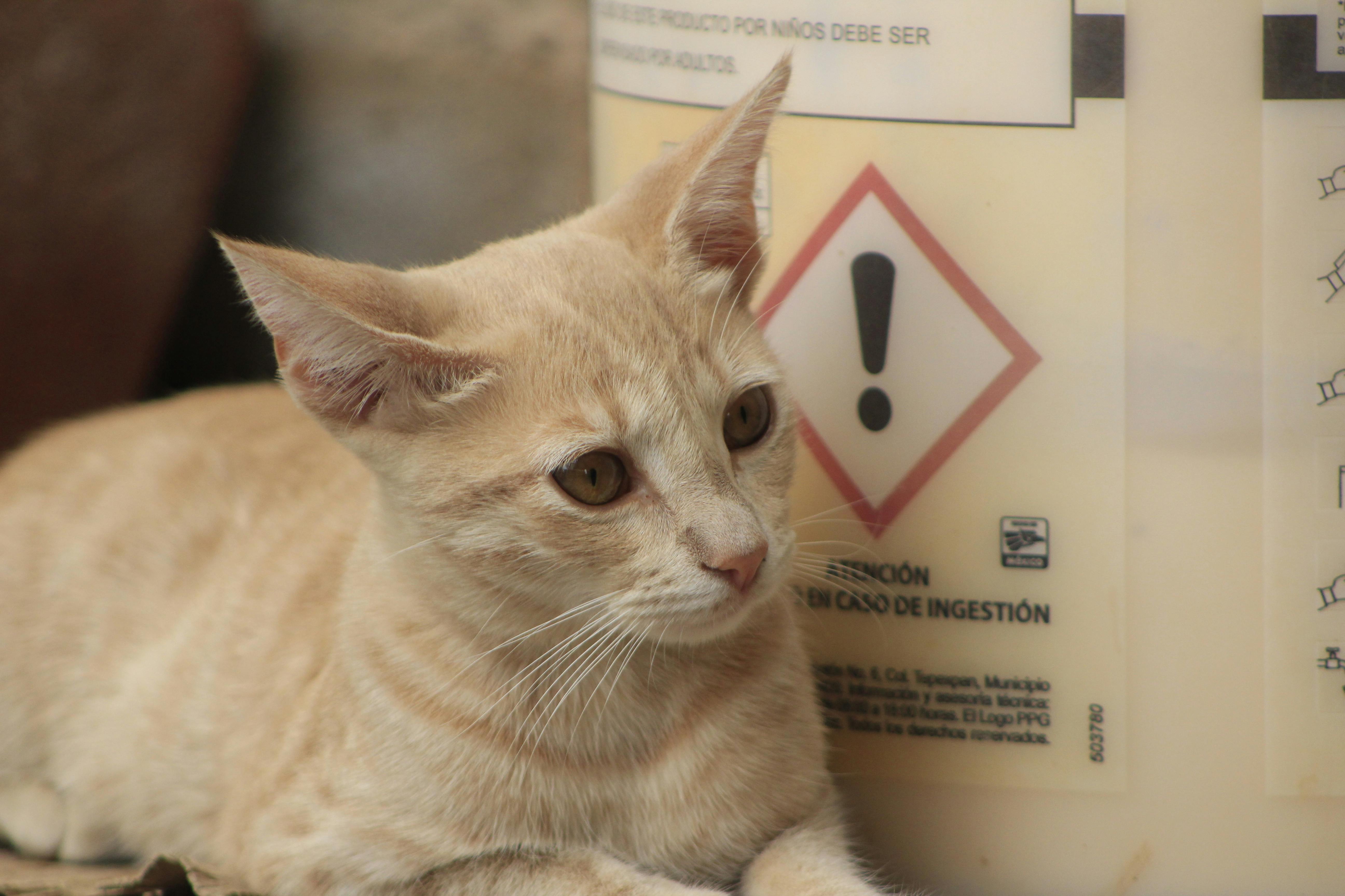 為什麼科技業男花14萬元買小貓卻遭虐待？背後的真相是什麼？