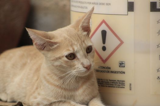Cat Hyperthyroidism Symptoms