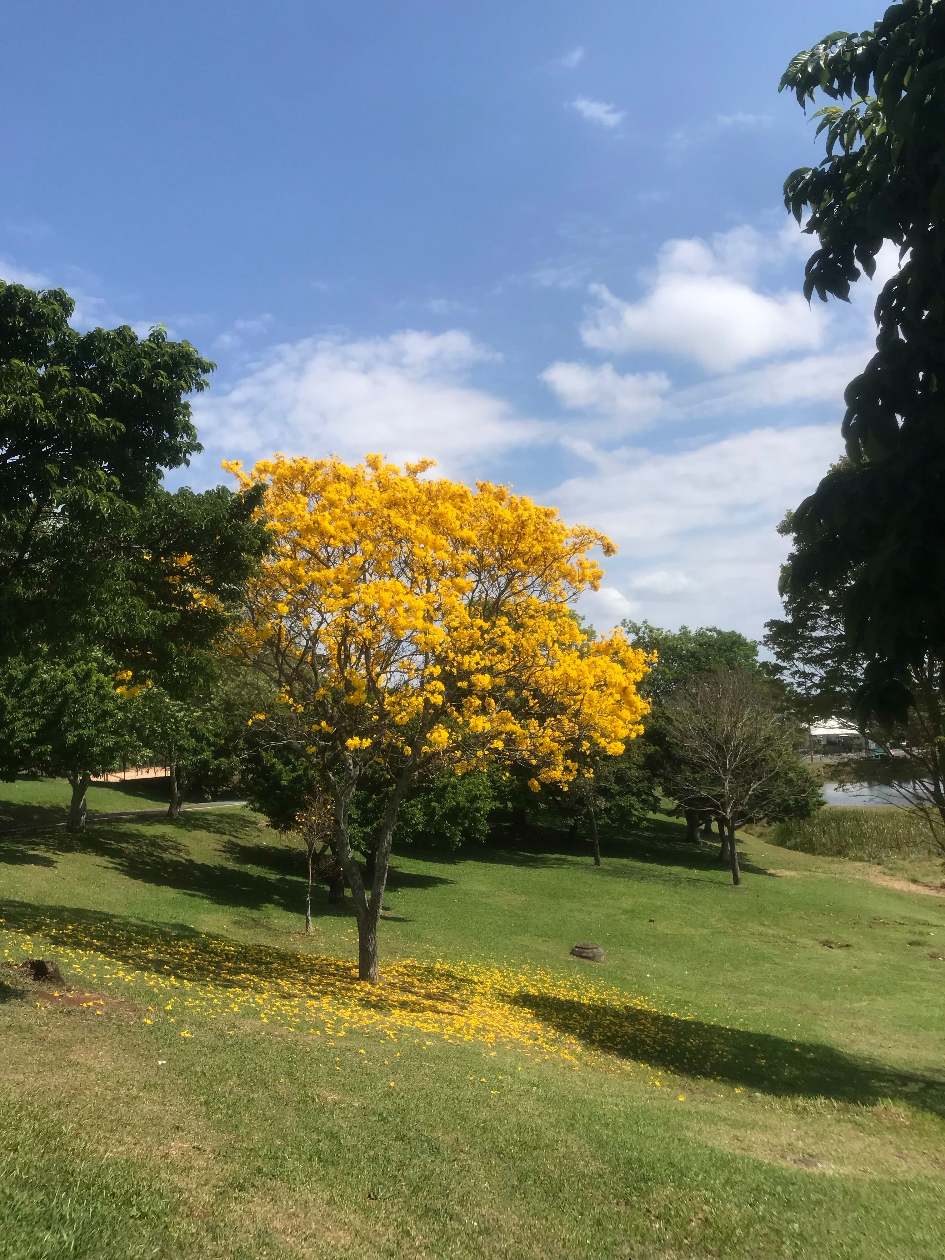 Vibrant Tabebuia Tree Blooming in Park · Free Stock Photo