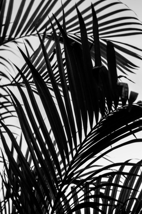 Free Monochrome image of palm leaves creating an intricate silhouette against the sky. Stock Photo